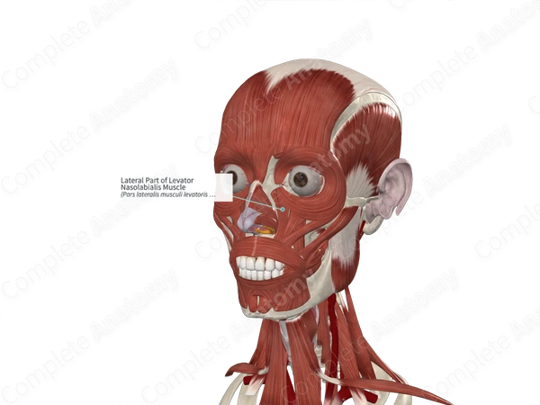 Lateral Part of Levator Nasolabialis Muscle