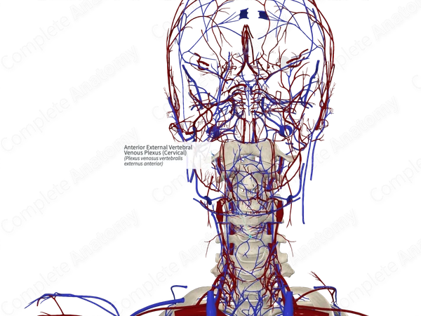 Anterior External Vertebral Venous Plexus (Cervical)