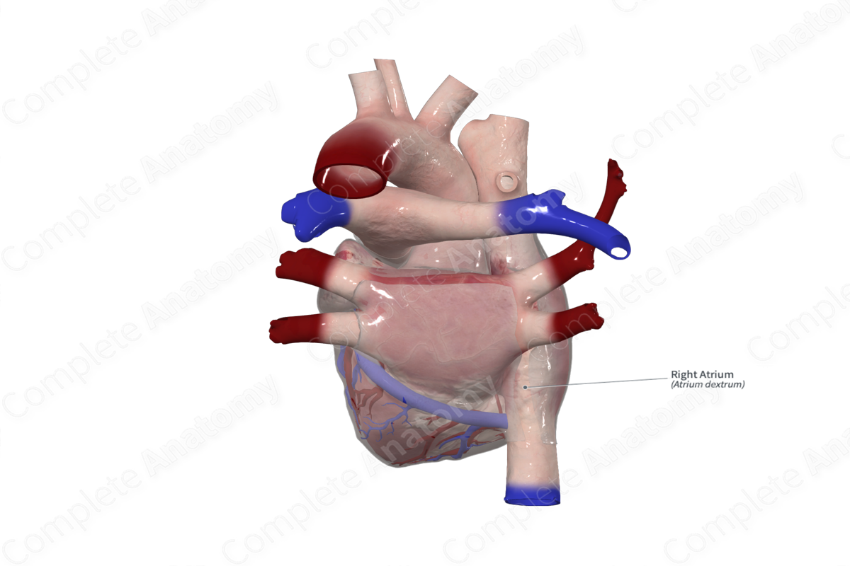 Complete Anatomy Biology Diagrams