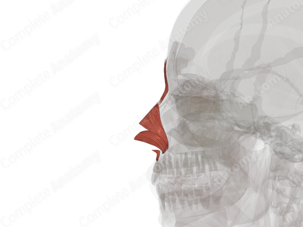 Nasal Muscles