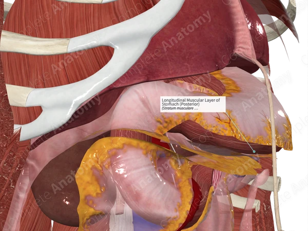 Longitudinal Muscular Layer of Stomach (Posterior)