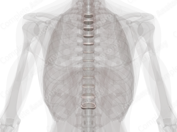 Intervertebral Symphysis (Thoracic)