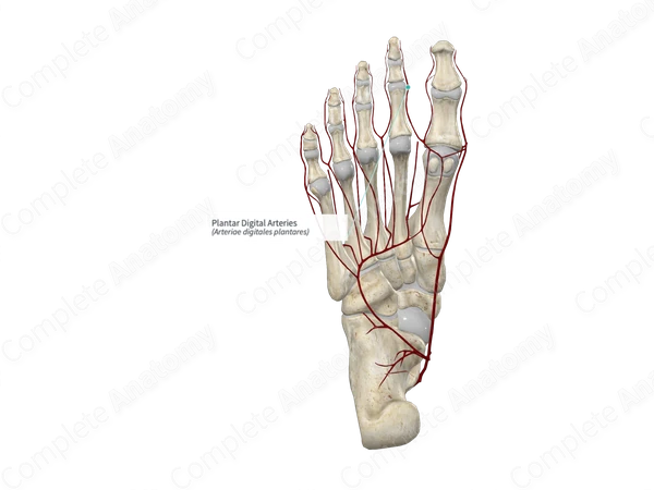 Plantar Digital Arteries