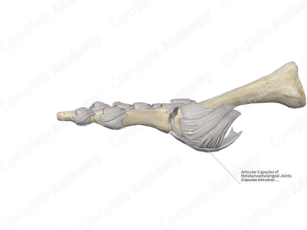 Articular Capsules of Metatarsophalangeal Joints