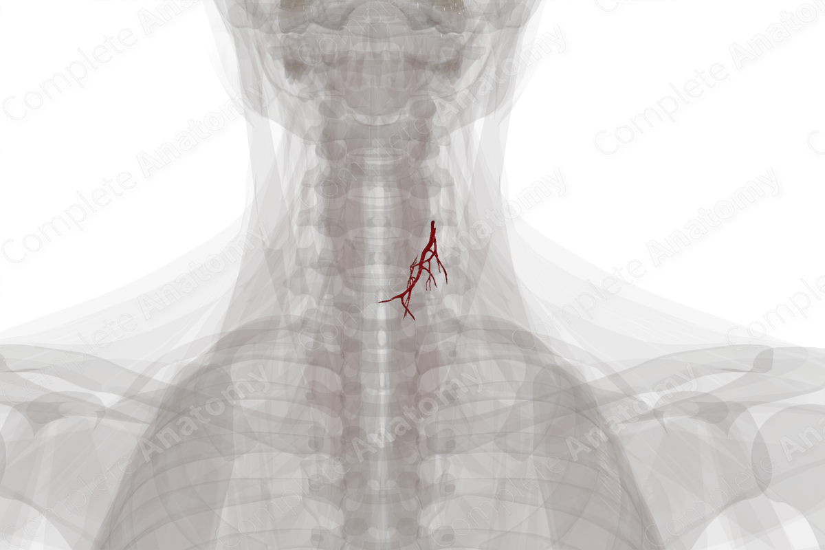 Arteries of Thyroid Gland (Left)