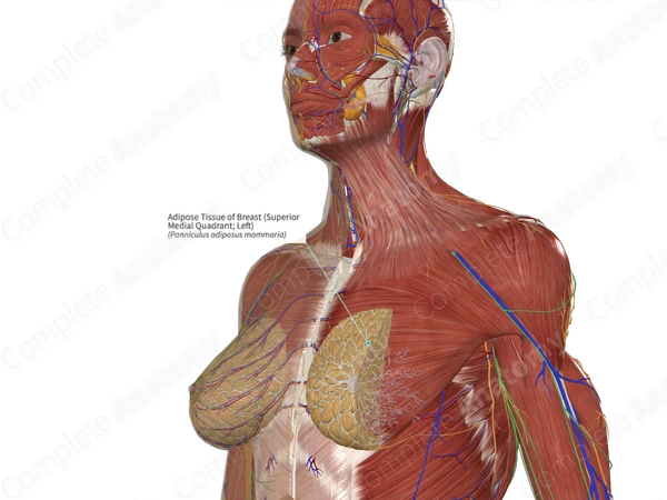 Adipose Tissue of Breast (Superior Medial Quadrant; Left)