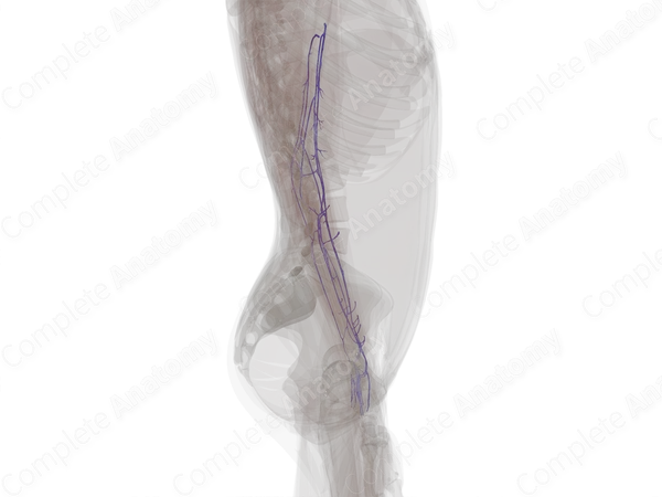Deep Veins of Upper Limb (Left)