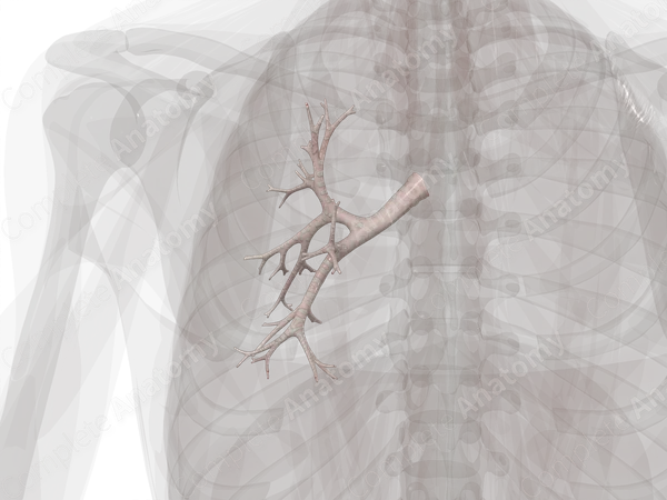 Bronchi of Left Lung