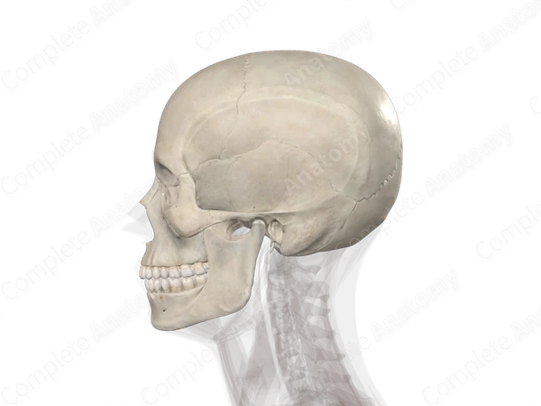 Bones of Head