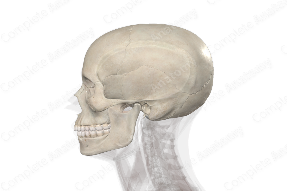 Bones of Head
