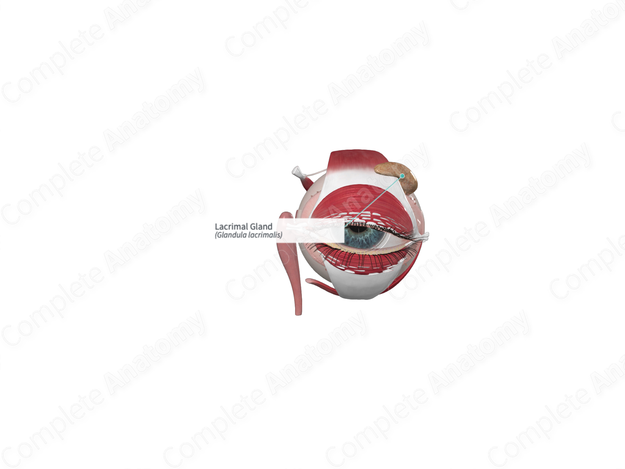 Lacrimal Gland Complete Anatomy 9763