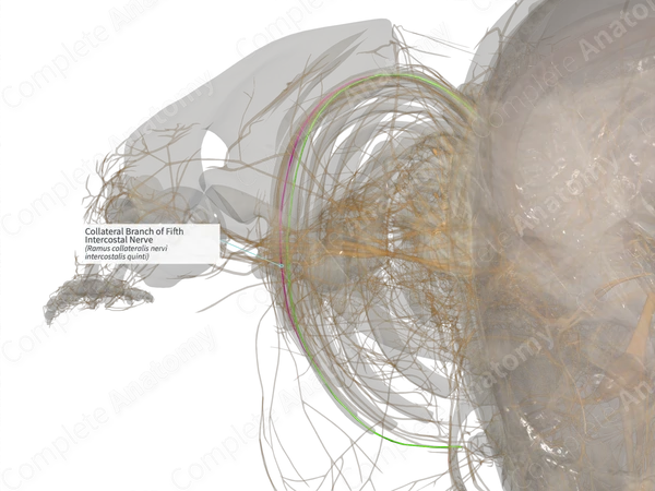 Collateral Branch of Fifth Intercostal Nerve (Right)