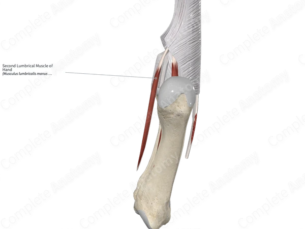 Second Lumbrical Muscle of Hand 