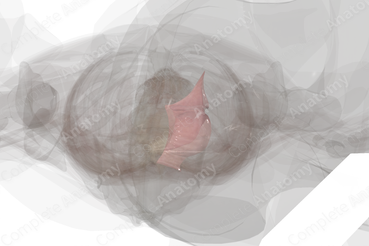 Broad Ligament of Uterus (Left)
