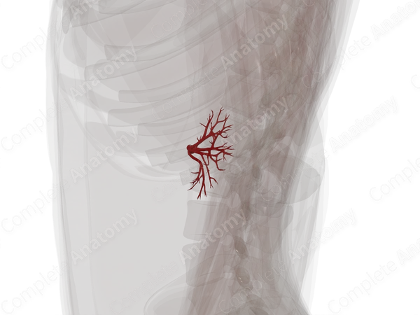 Arteries of Kidney (Left)