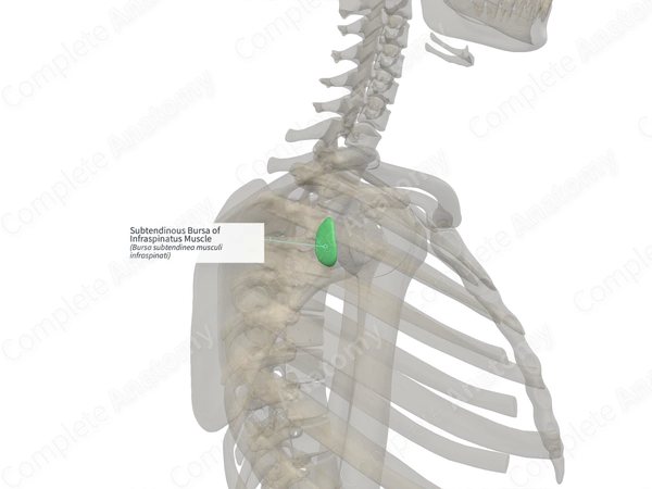 Subtendinous Bursa of Infraspinatus Muscle (Left)