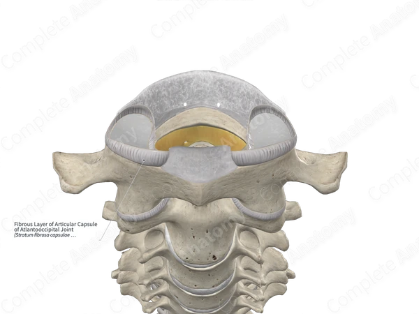 Fibrous Layer of Articular Capsule of Atlantooccipital Joint