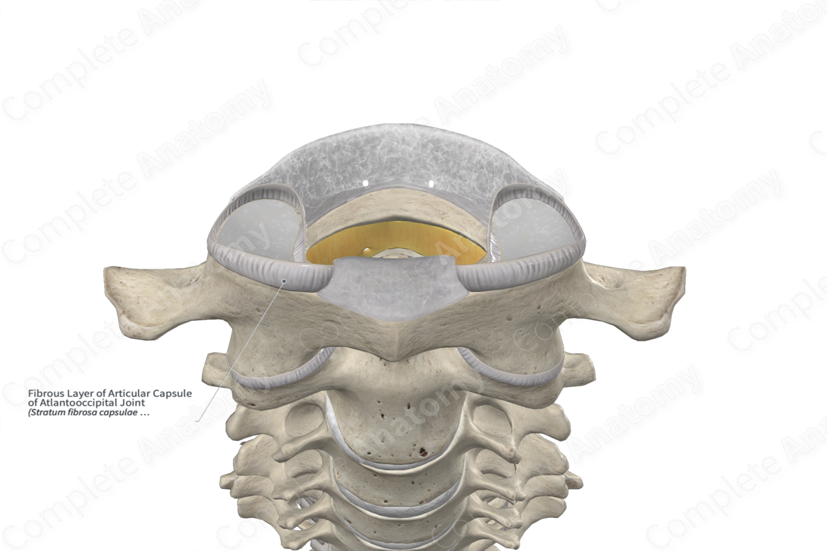 Fibrous Layer of Articular Capsule of Atlantooccipital Joint 