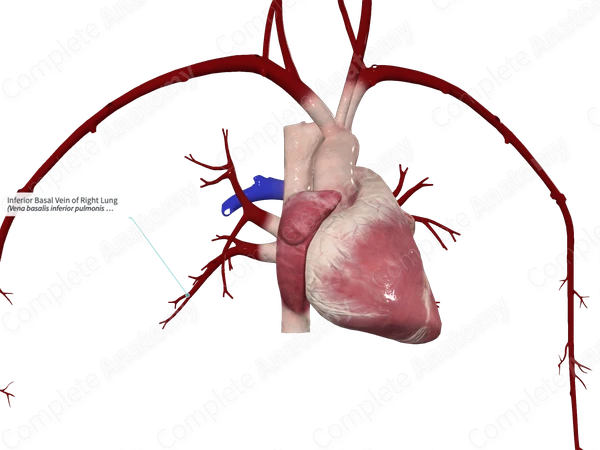 Inferior Basal Vein of Right Lung