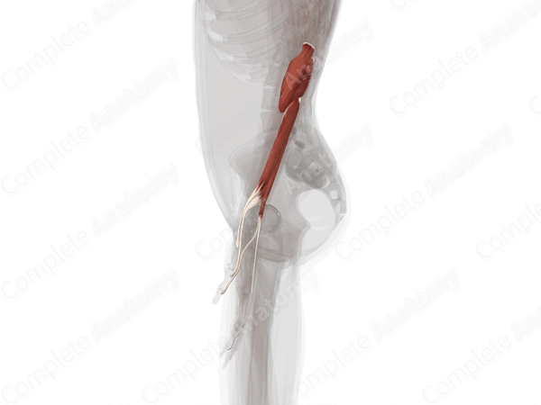 Deep Part of Posterior Compartment of Forearm (Left)