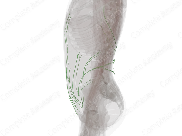 Lymph Vessels of Abdominal Wall