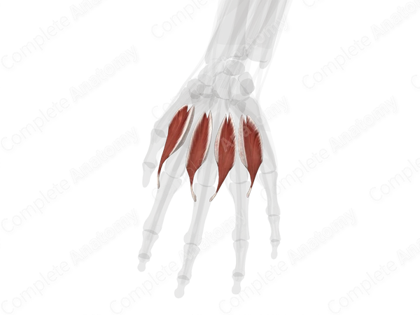 Dorsal Interossei Muscles of Hand (Left)