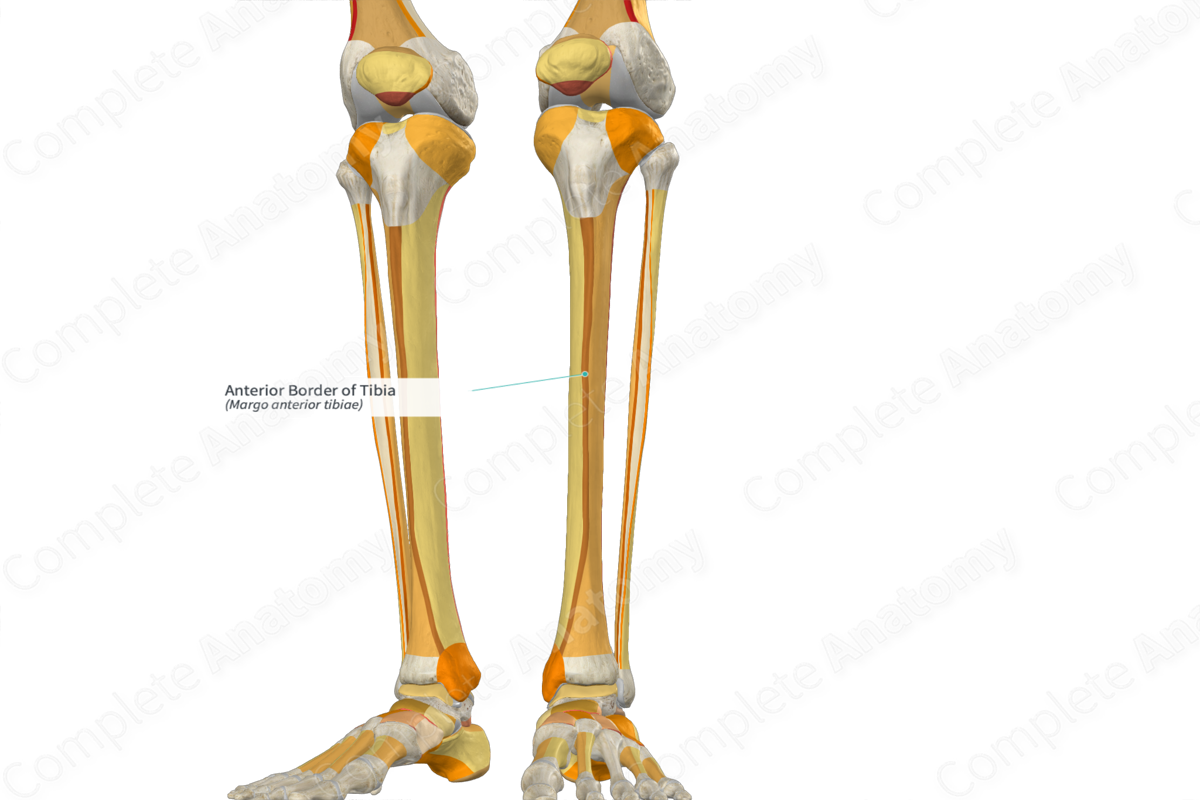 Anterior Border of Tibia | Complete Anatomy