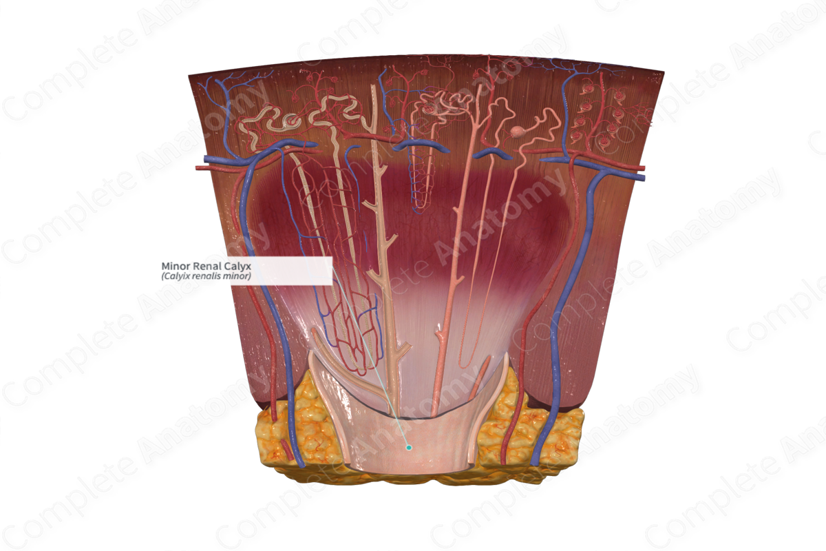 Minor Renal Calyx | Complete Anatomy