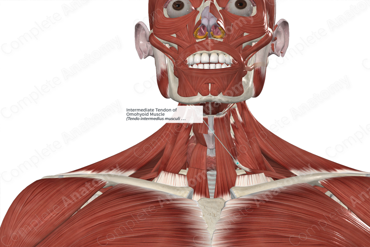 Intermediate Tendon of Omohyoid Muscle 