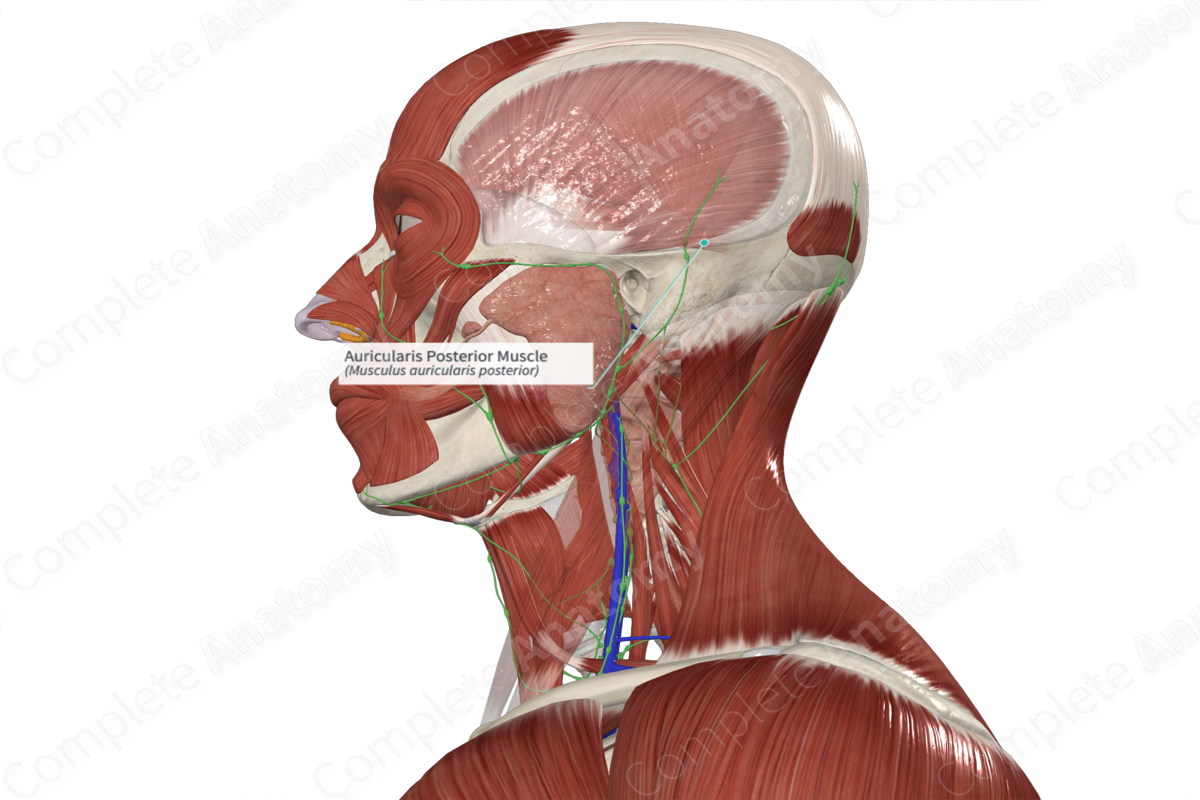 Auricularis Posterior Muscle 