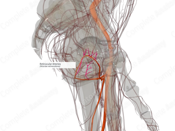 Retinacular Arteries (Right)