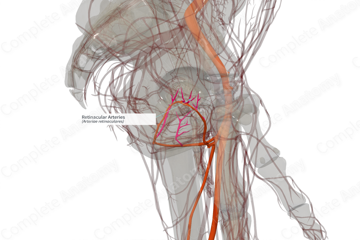 Retinacular Arteries (Right)