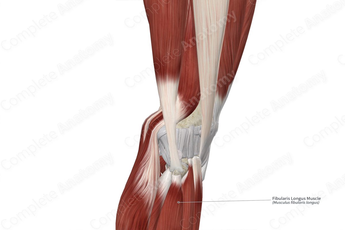 Fibularis Longus Muscle 