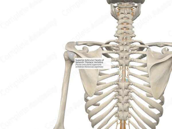 Superior Articular Facets of Seventh Thoracic Vertebra