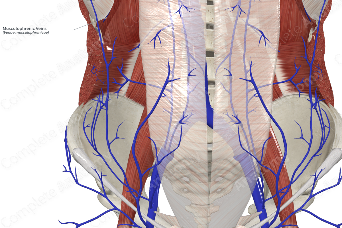 Musculophrenic Veins 