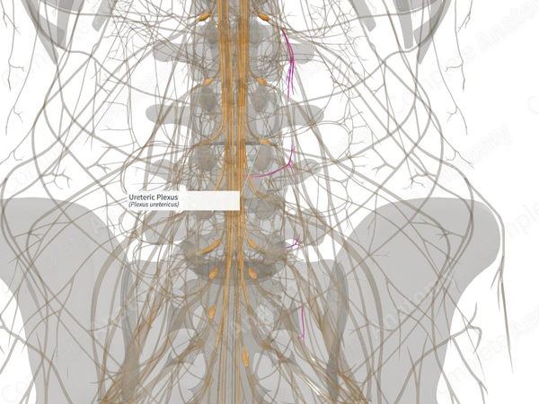 Ureteric Plexus (Left)