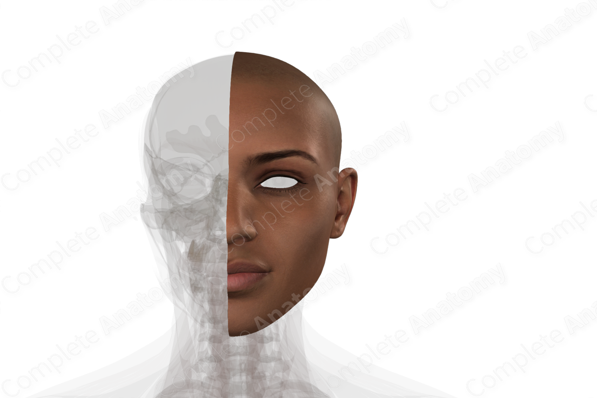 Skin (Head; Left)