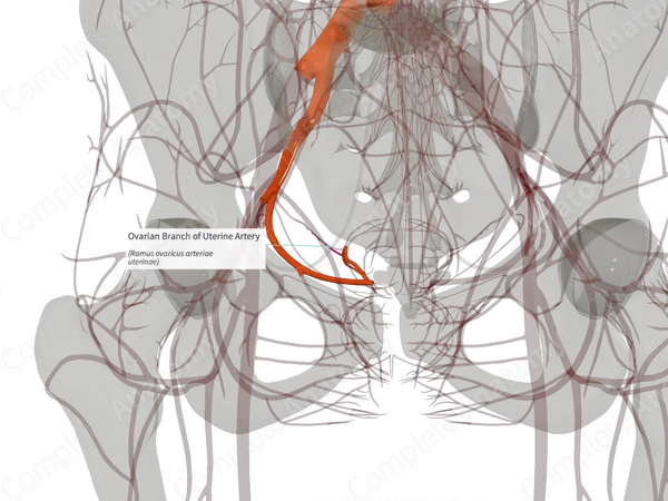 Ovarian Branch of Uterine Artery (Left)