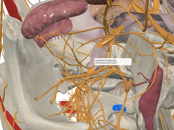Lacrimal Canaliculus