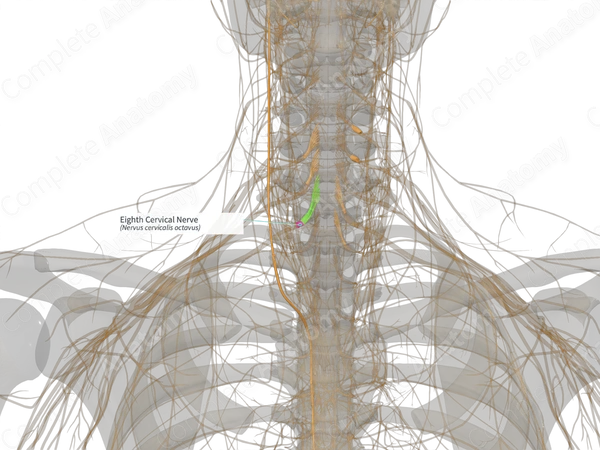Eighth Cervical Nerve (Left)
