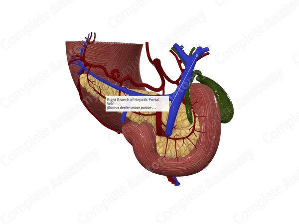 Right Branch of Hepatic Portal Vein