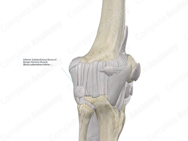 Inferior Subtendinous Bursa of Biceps Femoris Muscle
