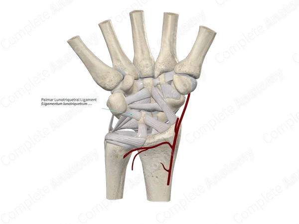 Palmar Lunotriquetral Ligament