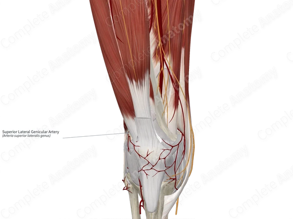 Superior Lateral Genicular Artery 