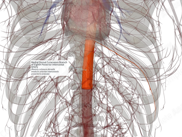 Medial Dorsal Cutaneous Branch of Eighth Posterior Intercostal Artery (Left)