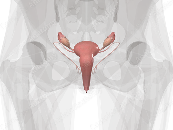 Female Internal Genitalia