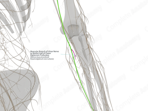 Muscular Branch of Ulnar Nerve to Medial Half of Flexor Digitorum Profundus (Right)