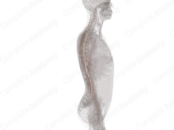 Spinal Arachnoid