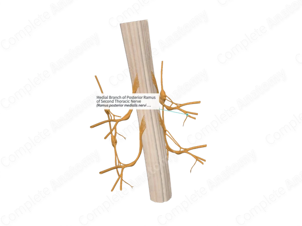 Medial Branch of Posterior Ramus of Second Thoracic Nerve 