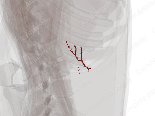 Arteries of Pancreas